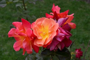 Pretty flowers at temple in Andahuaylillas. 