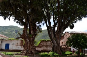 Cool trees in plaza of Andahuaylillas. 